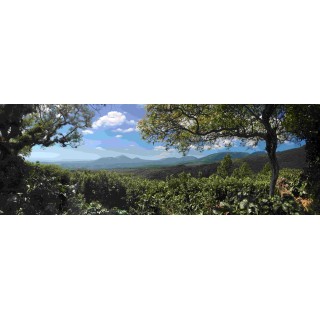 Café El Salvador Dossokam – Arabica fruité & cacao | [Café Umani]