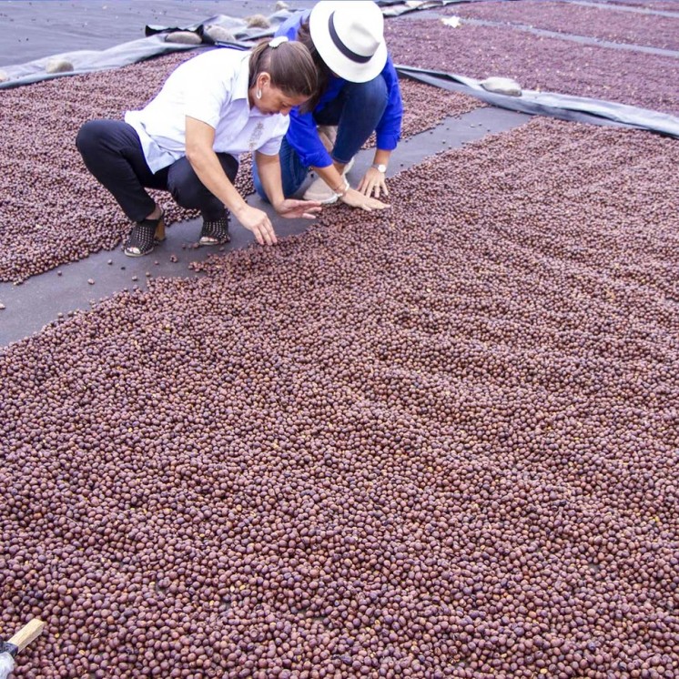 Café Nicaragua Bethania – Arabica doux aux notes chocolat/caramel & fruits