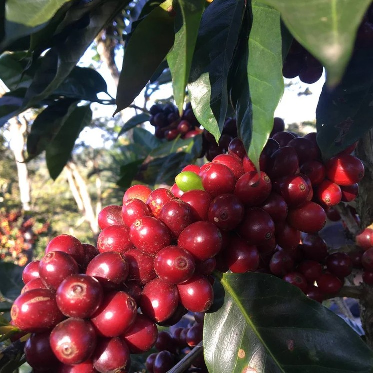Café Nicaragua Bethania – Arabica doux aux notes chocolat/caramel & fruits