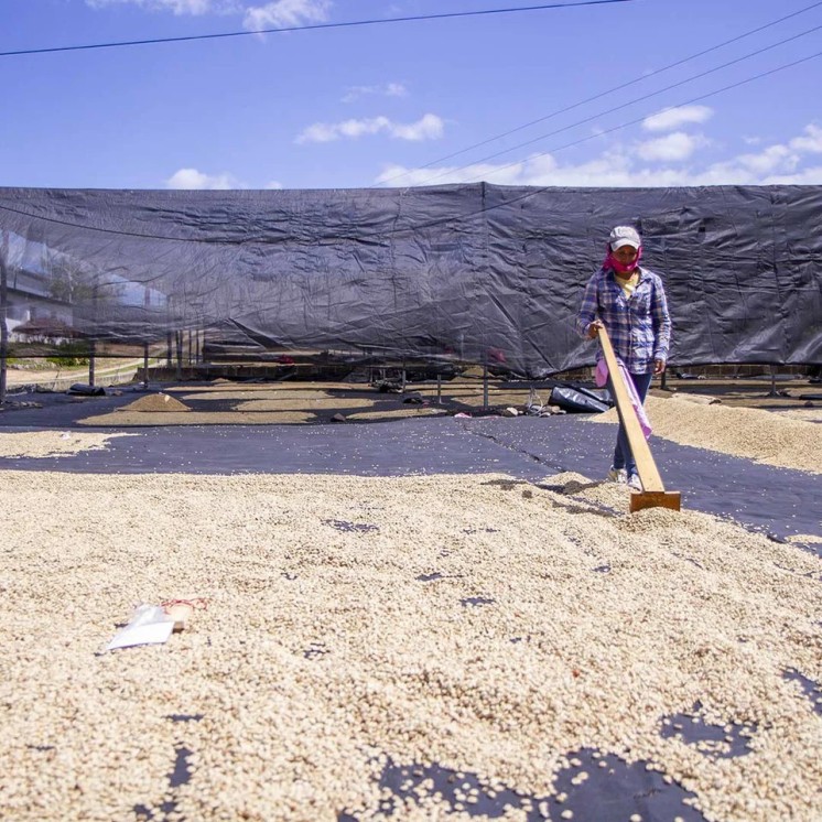 Café Nicaragua Bethania – Arabica doux aux notes chocolat/caramel & fruits