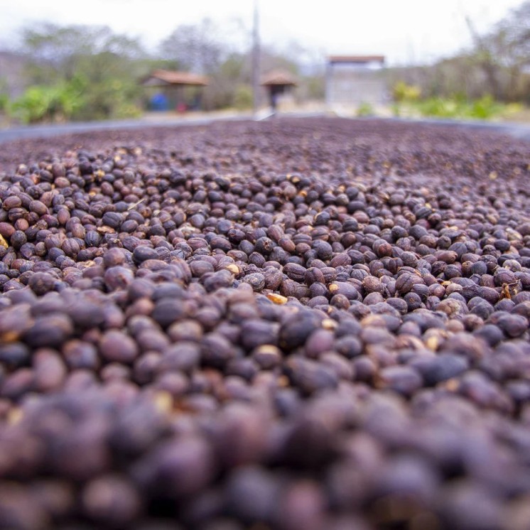 Café Nicaragua Bethania – Arabica doux aux notes chocolat/caramel & fruits