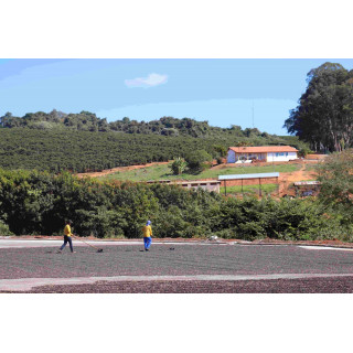 Café de spécialité du Brésil – Café Umani | Torréfaction artisanale à Bonifacio