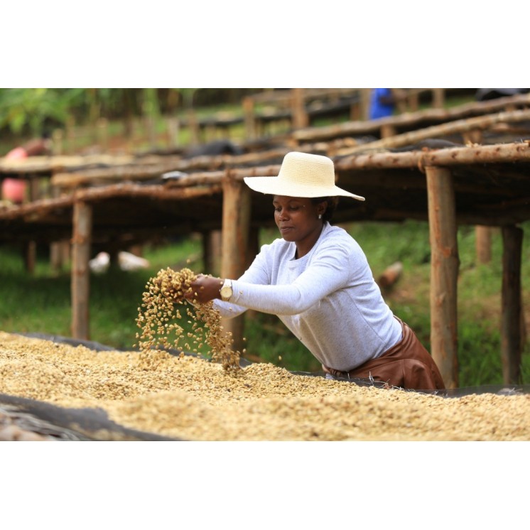 Café de Spécialité du Rwanda | Arômes Fruités & Terroir d’Exception