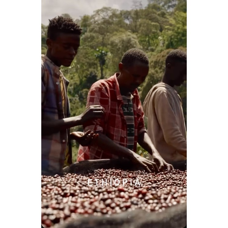 Café de spécialité d’Éthiopie - Yirgacheffe Lavé – 100 % Arabica | Café Umani