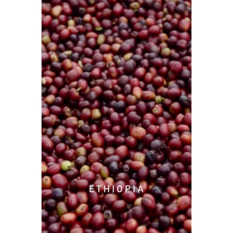 Café de spécialité d’Éthiopie - Yirgacheffe Lavé – 100 % Arabica | Café Umani