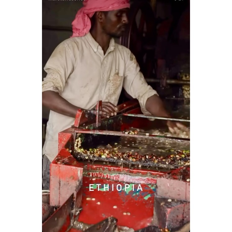 Café de spécialité d’Éthiopie - Yirgacheffe Lavé – 100 % Arabica | Café Umani