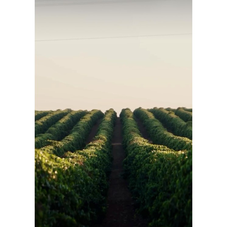 Café de spécialité du Brésil – Café Umani | Torréfaction artisanale à Bonifacio