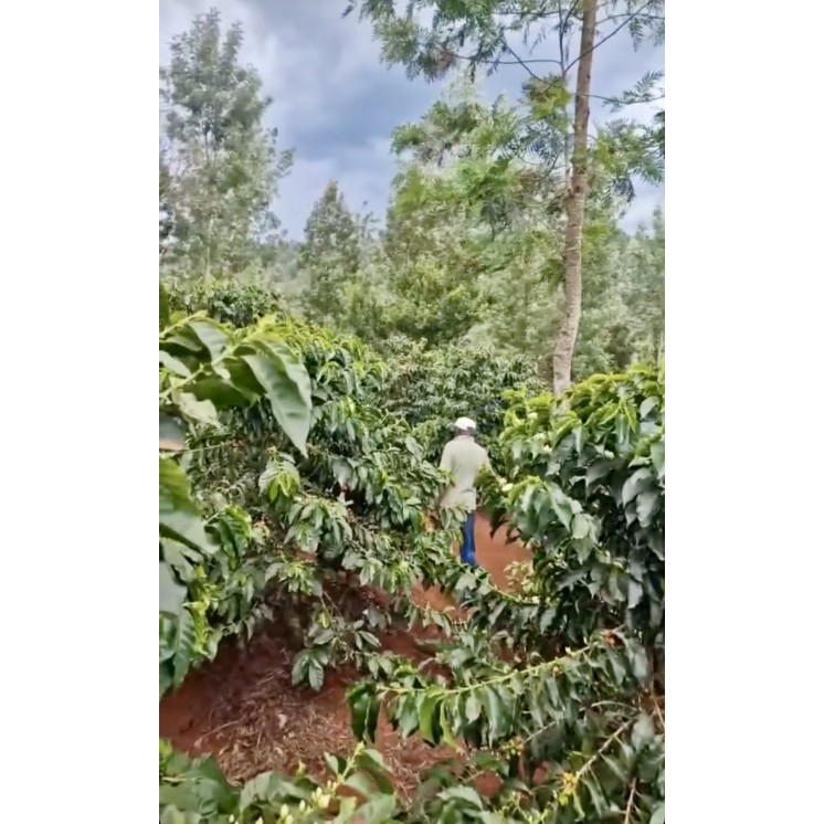 Café d’Exception du Kenya – Torréfaction Artisanale à Bonifacio - Café Umani