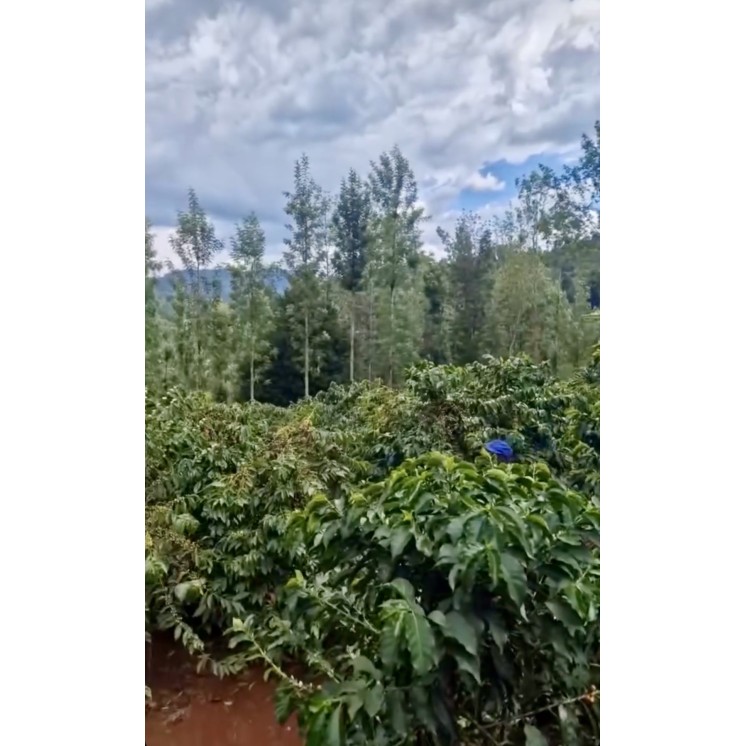 Café d’Exception du Kenya – Torréfaction Artisanale à Bonifacio - Café Umani