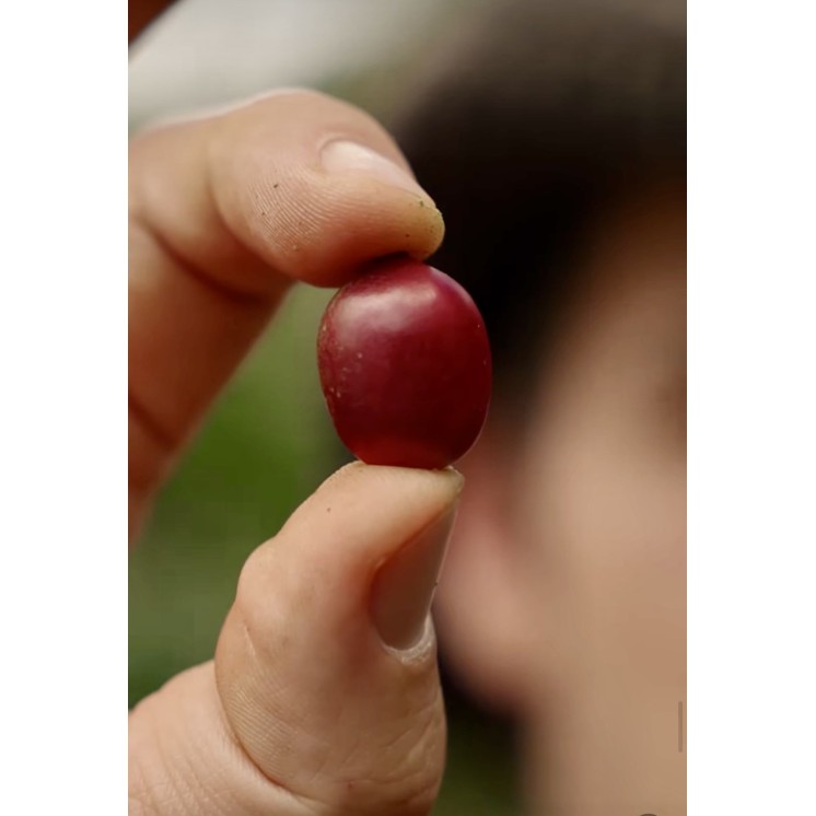 café de spécialité du Pérou