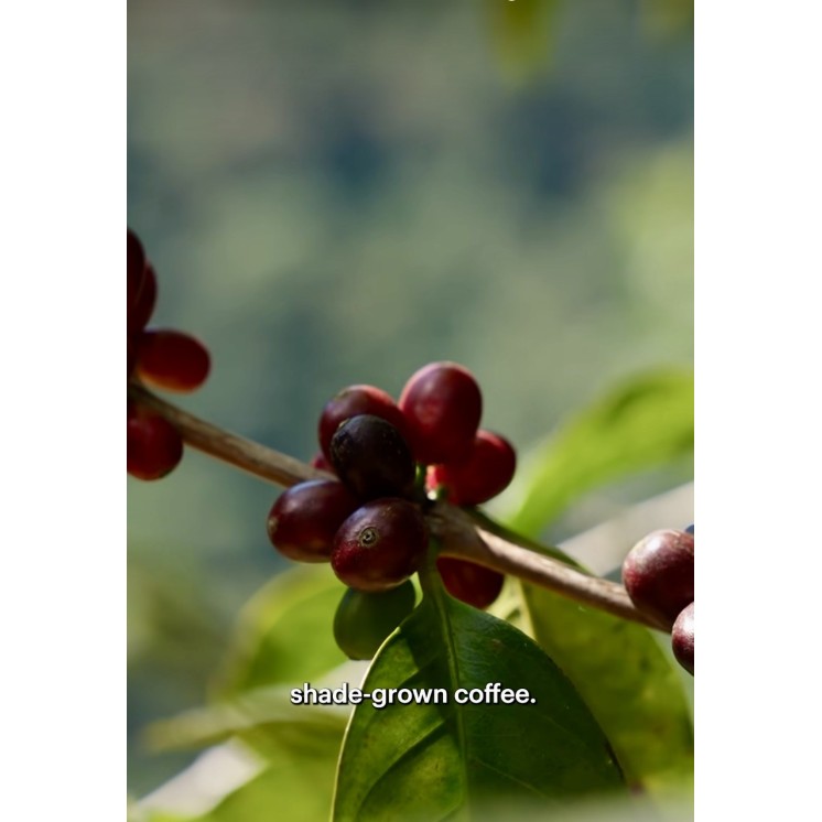 Café de Spécialité du Rwanda | Arômes Fruités & Terroir d’Exception