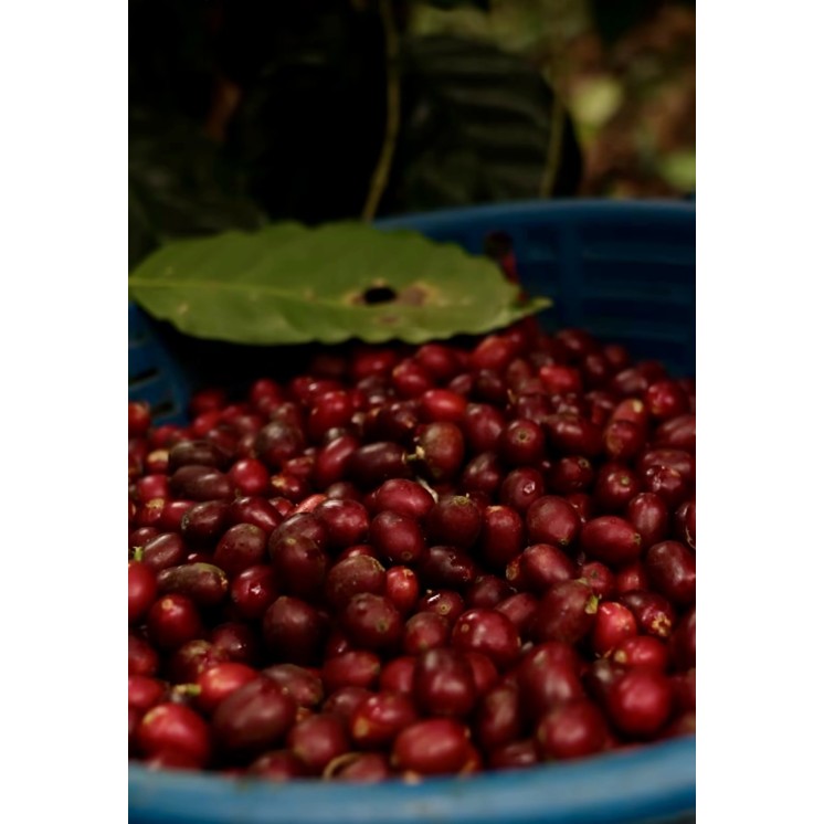 Café de Spécialité du Rwanda | Arômes Fruités & Terroir d’Exception