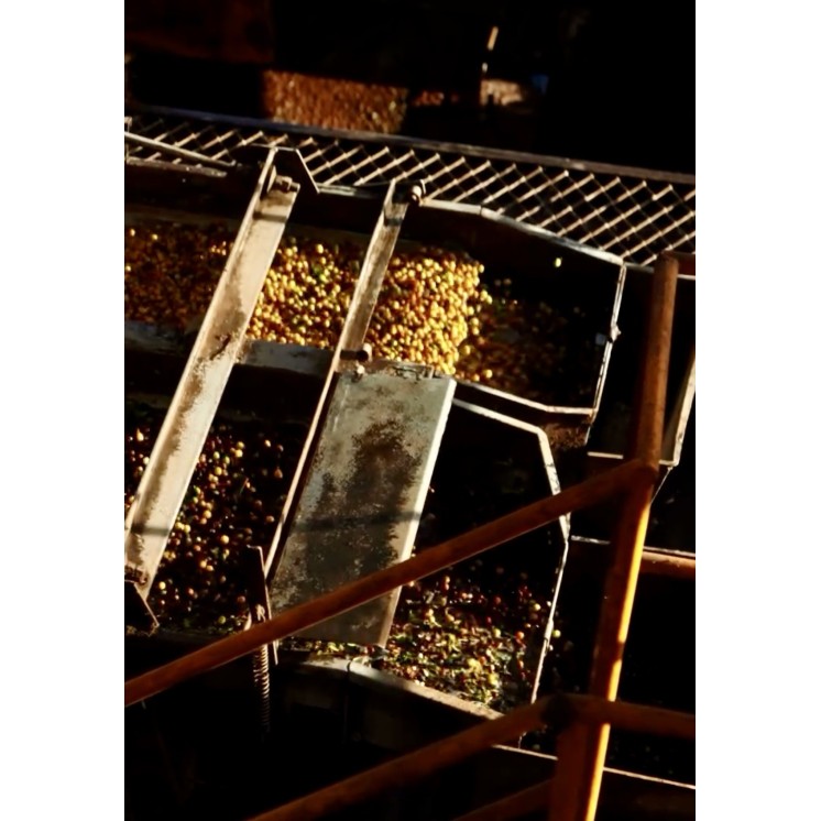 Café de Spécialité du Rwanda | Arômes Fruités & Terroir d’Exception